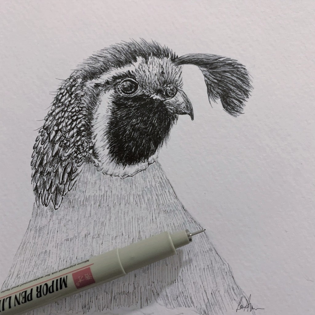 Quail Fineliner Pen Drawing