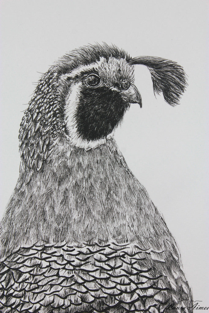 Quail Fineliner Pen Drawing