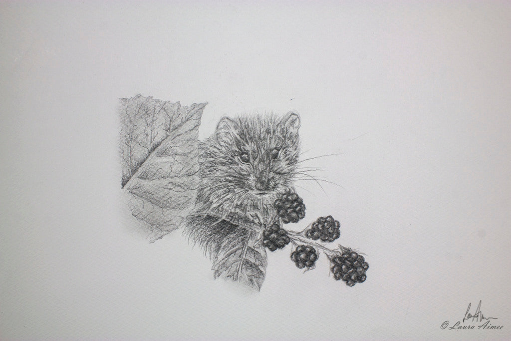 Vole Graphite Pencil Drawing