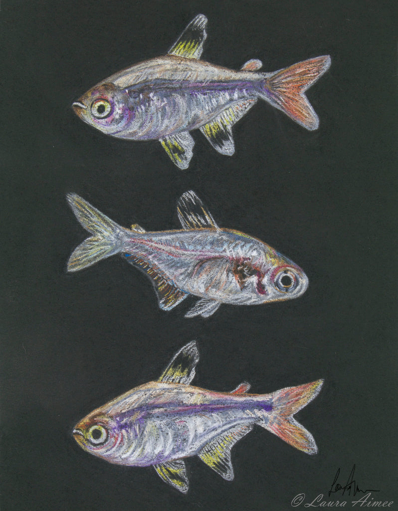 X-Ray Tetra Fish Pastel  Drawing