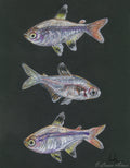 X-Ray Tetra Fish Pastel  Drawing