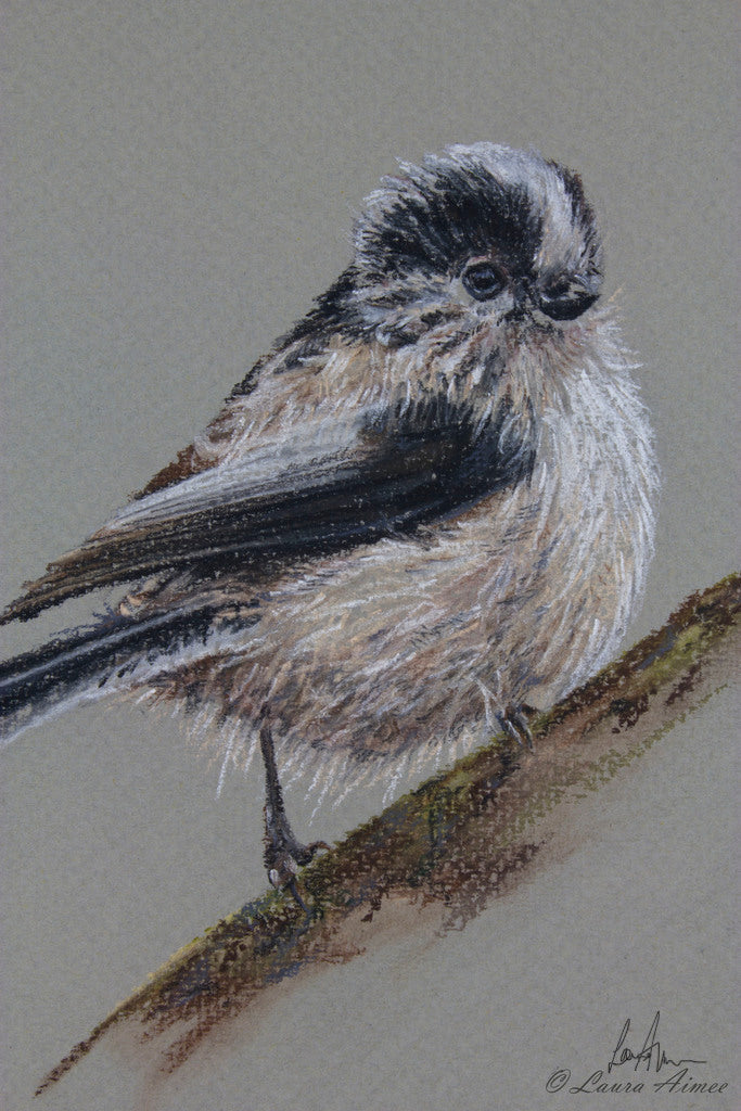 Long-tailed Tit Pastel Bird Drawing