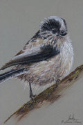 Long-tailed Tit Pastel Bird Drawing