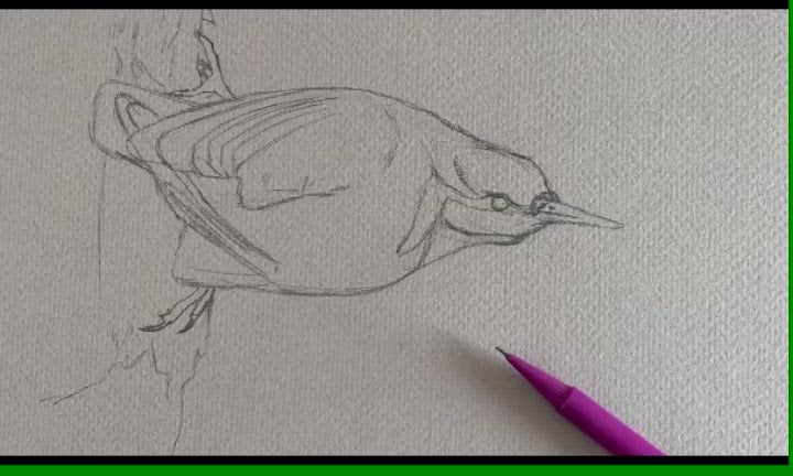 Nuthatch Bird Acrylic Painting