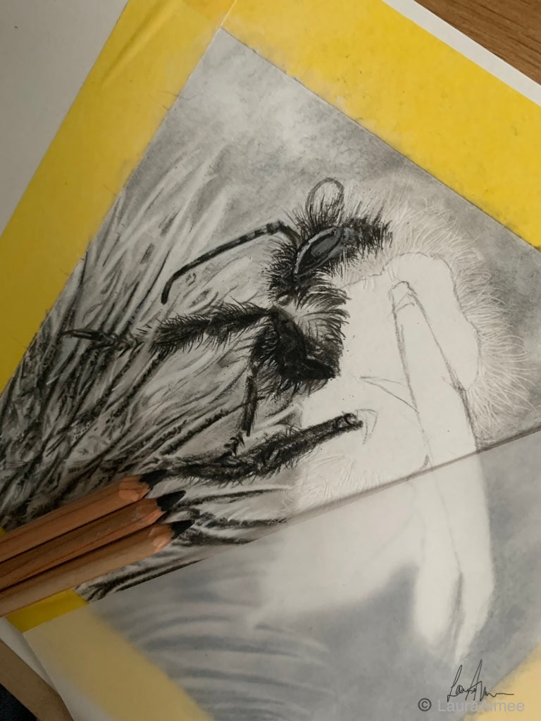 Bumble-Bee Charcoal Drawing